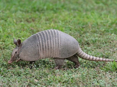 Armadillo, Nine-banded