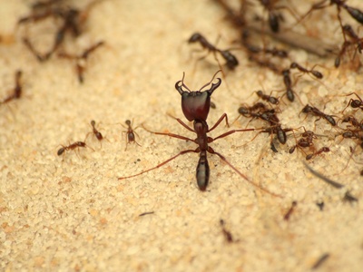 Army Ant