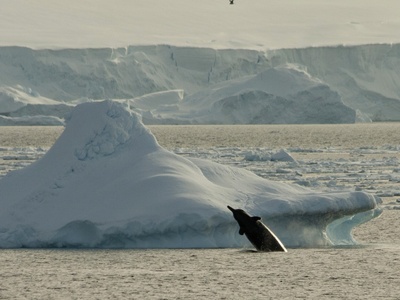 Arnoux's Beaked Whale