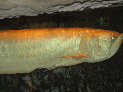 Arowana, Silver