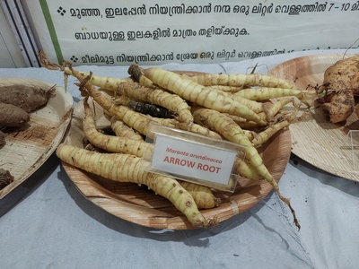 Arrowroot