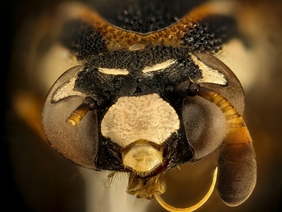 Asian Giant Hornet