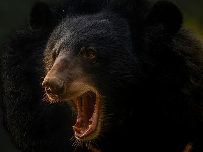 Asiatic Black Bear