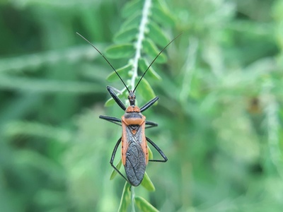 Assassin Bug