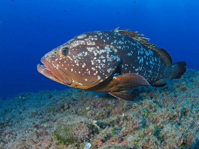 Atlantic Goliath Grouper