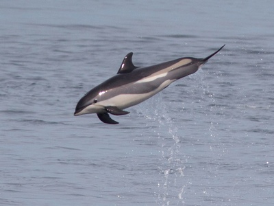Atlantic White-sided Dolphin