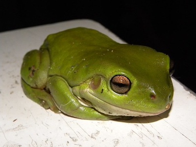 Australian Green Tree Frog