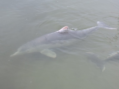 Australian Humpback Dolphin