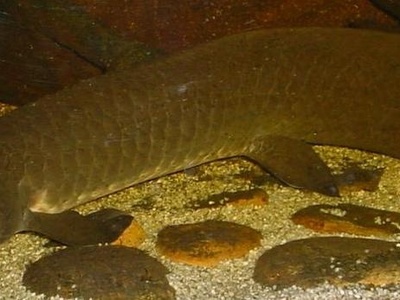 Australian Lungfish