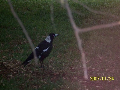 Australian Magpie