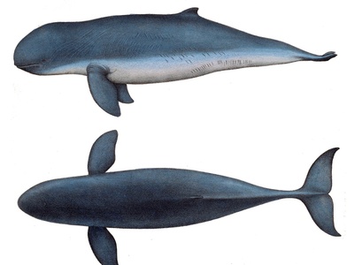 Australian Snubfin Dolphin