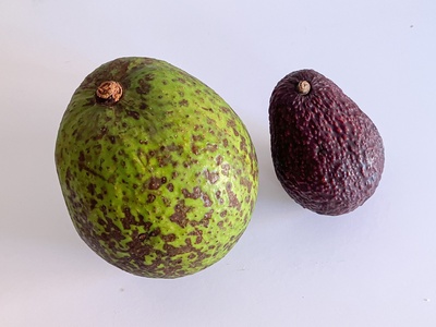 Avocado (Hass)