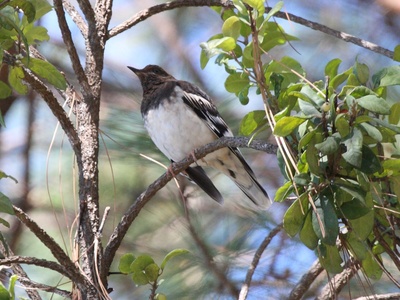 Aztec Thrush