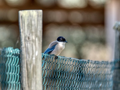 Azure-winged Magpie