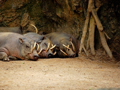Babirusa