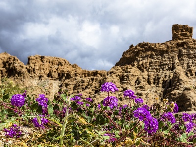 Badlands Sand-verbena