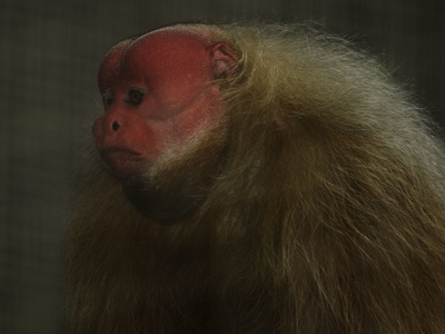Bald Uakari