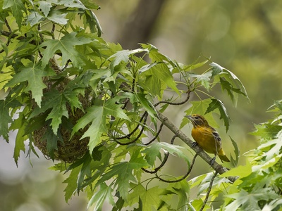Baltimore Oriole