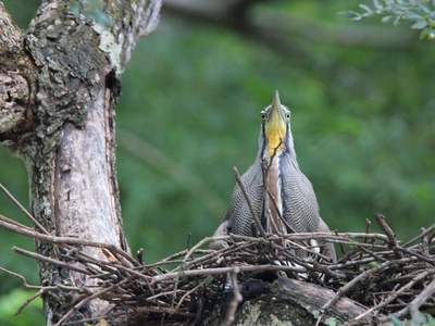 Bare-throated Tiger Heron