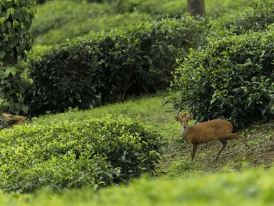 Barking Deer