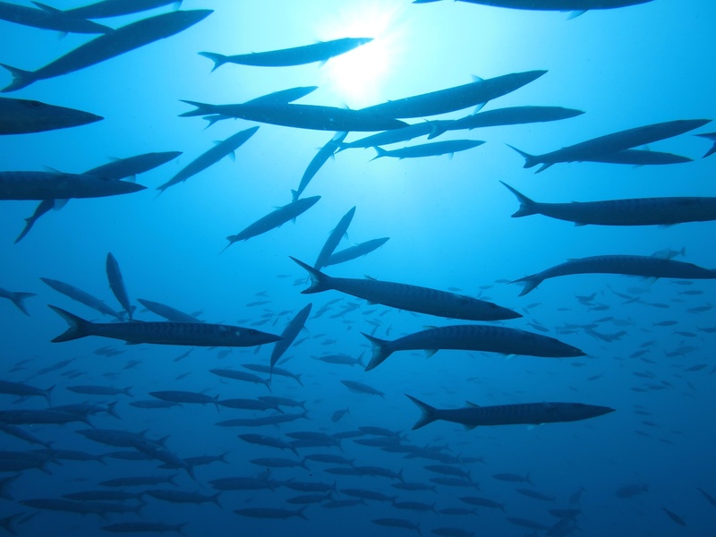 The Complete List of Animals That Start With B - 33Science