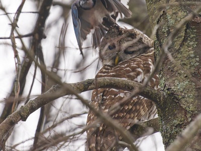 Barred Owl