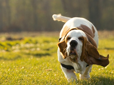 Basset Hound