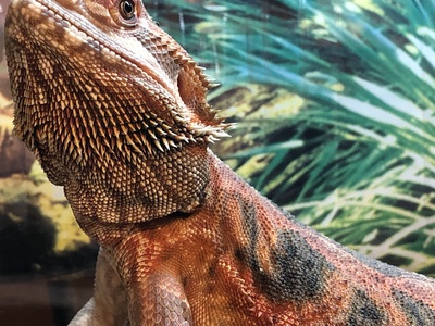 Bearded Dragon