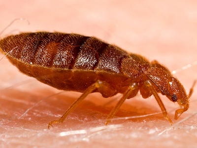 Bedbug