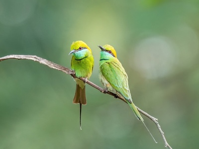 Bee-eater