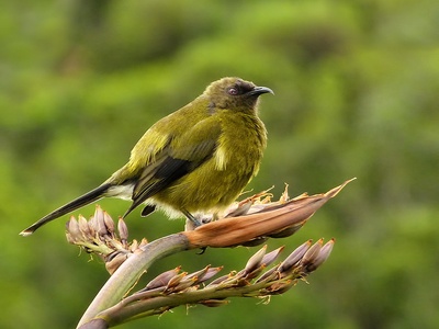 Bellbird