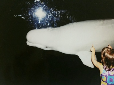 Beluga Whale
