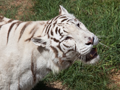 Bengal Tiger