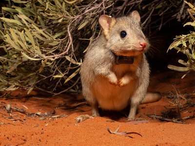 Bettong