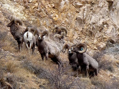 Bighorn Sheep