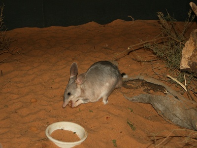 Bilby