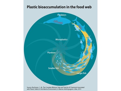 Bioaccumulation