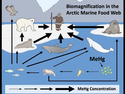 Biomagnification