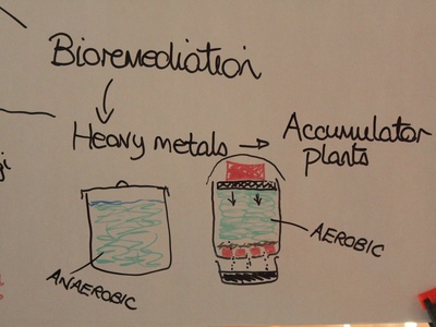 Bioremediation