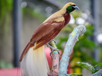 Bird-of-paradise