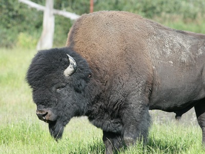 Bison, American