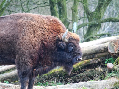 Bison, European
