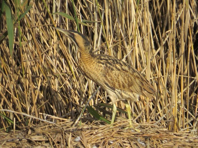 Bittern