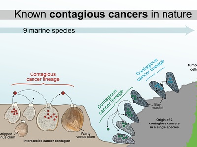 Bivalves and shellfish