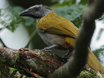 Black-headed Saltator