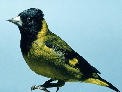 Black-headed Siskin
