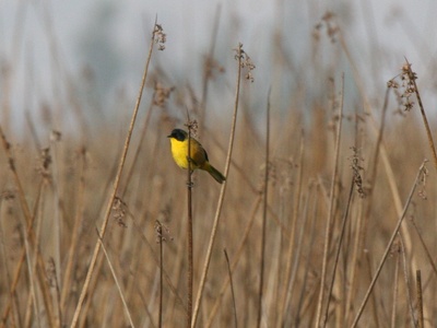 Black-polled Yellowthroat