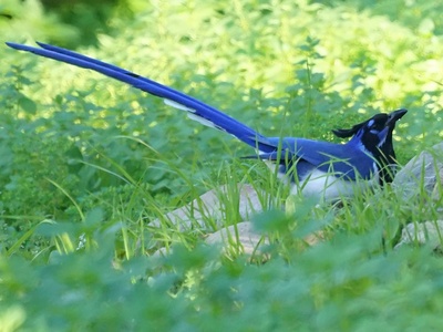 Black-throated Magpie-Jay