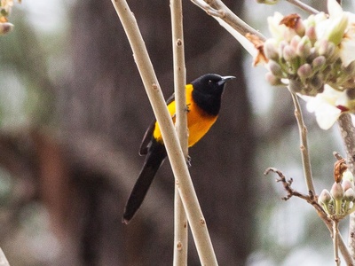 Black-vented Oriole