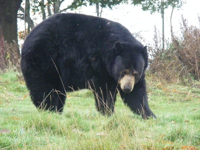 Black Bear, American